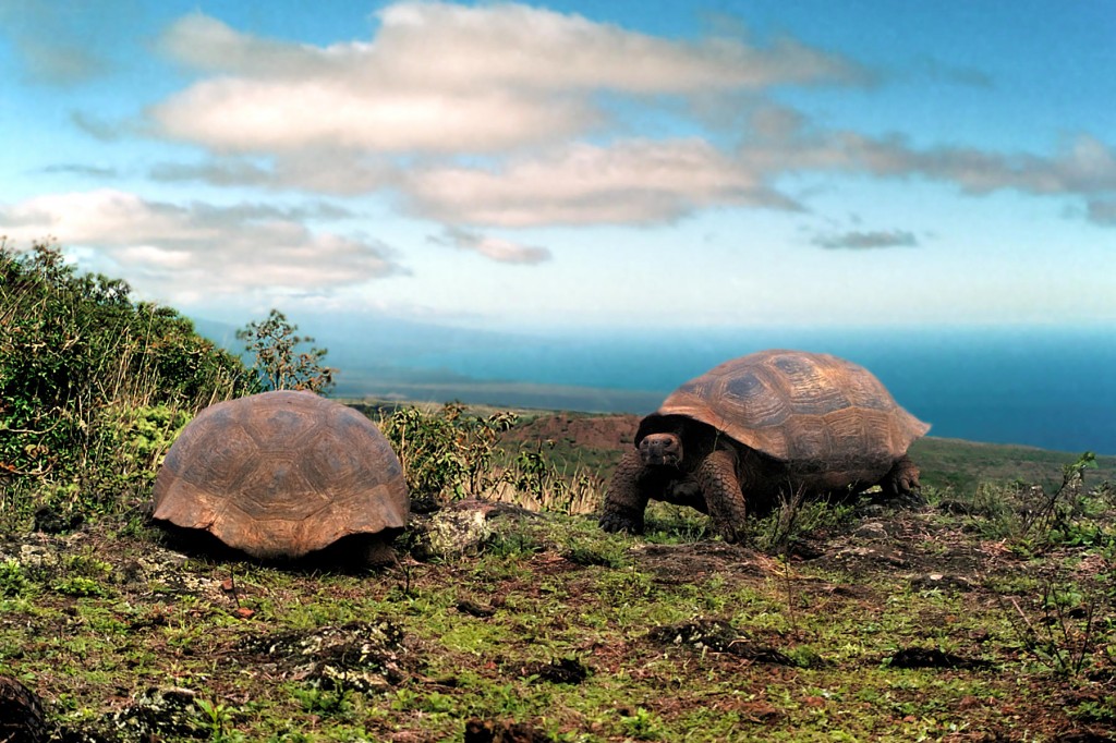 Galapagos Giant Tortoise